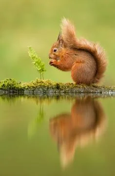 Reflection of a red squirrel Stock Photos