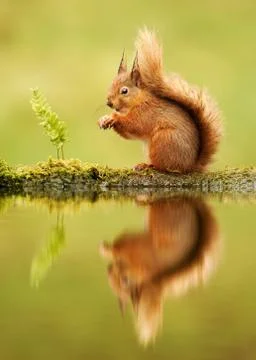 Reflection of a red squirrel, Sciurus vulgaris, UK Stock Photos