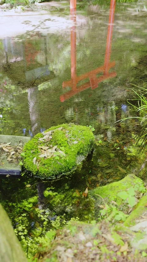 Reflection of a red Torii gate on a serene mossy pond in Saga, Japan Vídeos de archivo 337150516