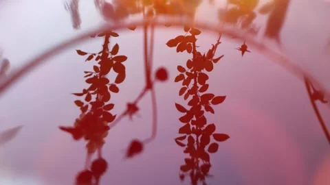 Reflection on red water Stock Footage 165369926