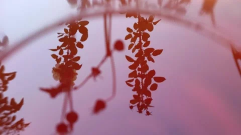 Reflection on red water Stock Footage 165369966