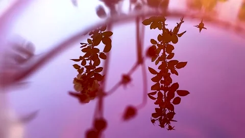 Reflection on red water Stock Footage 165370446