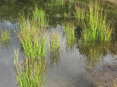 Reflection of reed Stock Photos