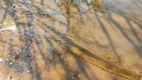 Reflection of a reed in water with small waves. Stock Footage 204836013