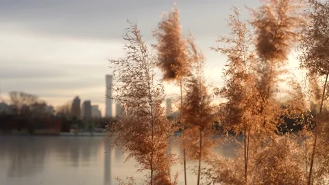 Reflection of reeds on the lake surface of Beijing CBD Chaoyang Park Stock Footage 228791750