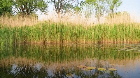 Reflection of reeds on water Stock Footage 195463495