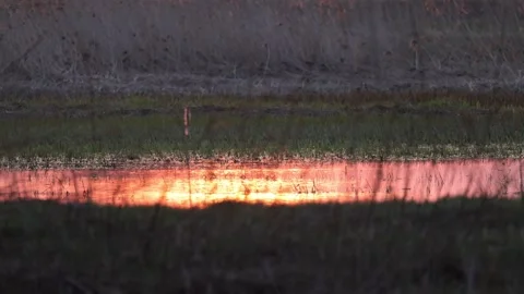Reflection of the rising sun in the water, 4K slomo Stock Footage 175965665