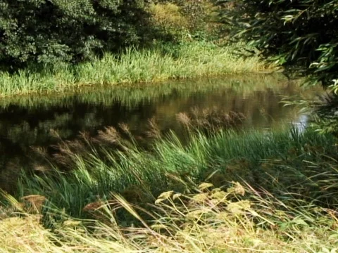 Reflection River Stock Footage 489976