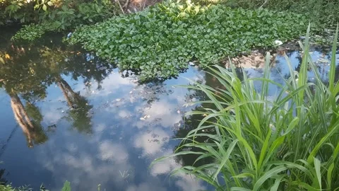 Reflection on River 库存影片 334329771