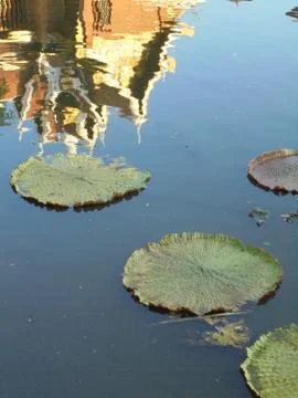 Reflection in the river Stock Photos