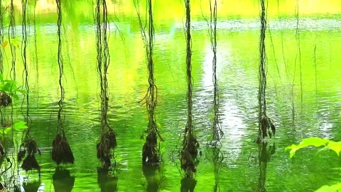reflection roots of banyan tree swing on... | Stock Video | Pond5