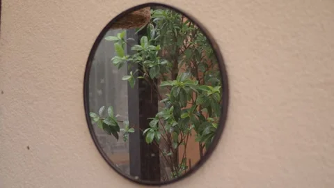 Reflection in a round mirror on a wall with plants Stock Footage 329458999