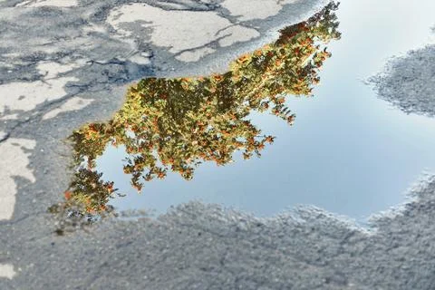 Reflection of rowanberry tree in puddle on asphalt road Stock Photos