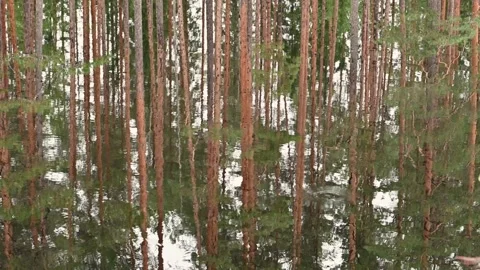 Reflection of Scandinavia forest on the surface of the lake. Stock Footage 248603662