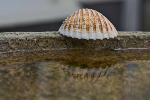 Reflection of sea shell in the water Stock Photos