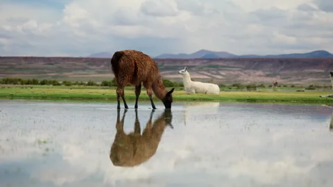 Reflection in shallow pool after rain in Siloli desert of llama grazing Stock Footage 334052881