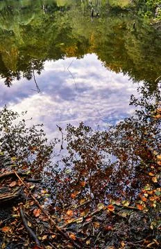 Reflection on the shore of the forest lake. Stock Photos
