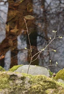 The reflection shows the depth of the woods in Sapporo Japan Stock Photos