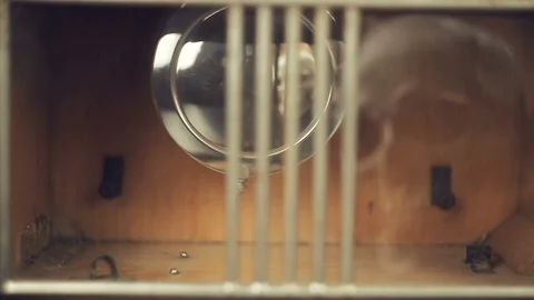 Reflection of the skull and candles in the pendulum of an old clock Stock Footage 100321338