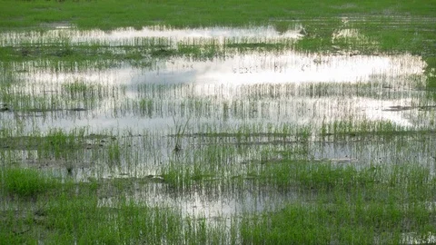 Reflection of sky and cloud in paddy field. Stock Footage 79844067