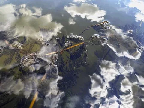 Reflection of the sky and clouds in the water of a pond Stock Photos