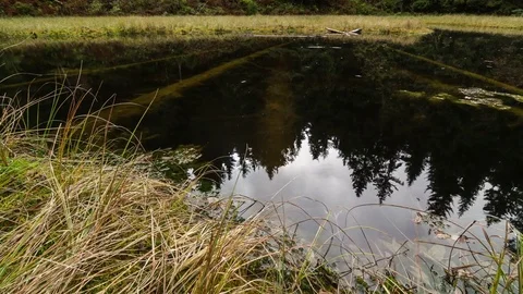 Reflection of sky and forest in magical pond time lapse dolly shot Stock Footage 69744757