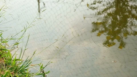 Reflection of sky and tree in the canal Stock Footage 86816574