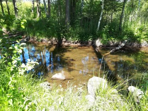 Reflection of the sky and trees in the crystal clear river Stock Photos