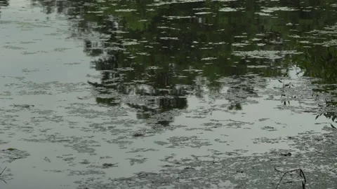 Reflection of the sky and trees in an overgrown pond Stock Footage 204016266