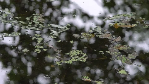 Reflection of the sky and trees in an overgrown pond Видео 205533089