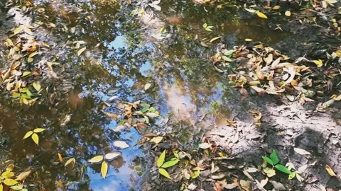 Reflection of the sky and trees in a puddle with colorful autumn leaves Stock Footage 167478484