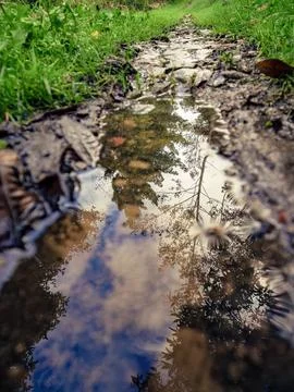 The reflection of the sky and trees in a rain puddle, in the morning, in a fa Stock Photos