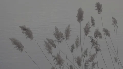 Reflection of the sky and trees in the river. Flat image profile SLOG 3 Vídeos de archivo 106623653