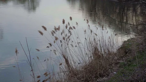 Reflection of the sky and trees in the river Stock Footage 111007877
