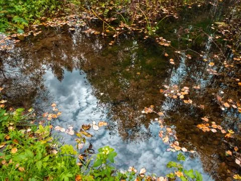 Reflection of the sky and trees in spring water in the forest stream. Stock Photos