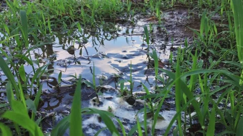 Reflection of a sky in a puddle on a background of grasses Stock Footage 133678334
