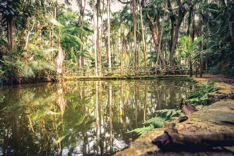 Reflection in a small lake. in the Jardim Botanical garden, Sao Paulo, Brazil Stock Photos