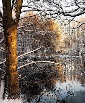 Reflection of Snow-Capped Trees in a Winter Lake Stock Photos
