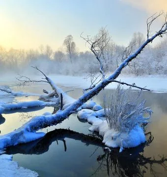 Reflection of Snow-Capped Trees in a Winter Lake Stock Photos