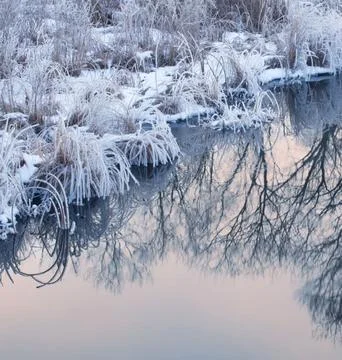 Reflection of Snow-Capped Trees in a Winter Lake Stock Photos