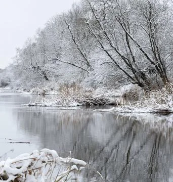 Reflection of Snow-Capped Trees in a Winter Lake Stock Photos