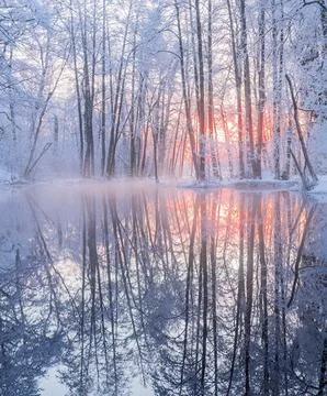 Reflection of Snow-Capped Trees in a Winter Lake Stock Photos
