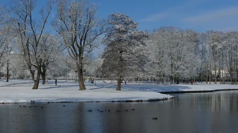 Reflection of snow covered trees in urban park Stock-Footage 121641737