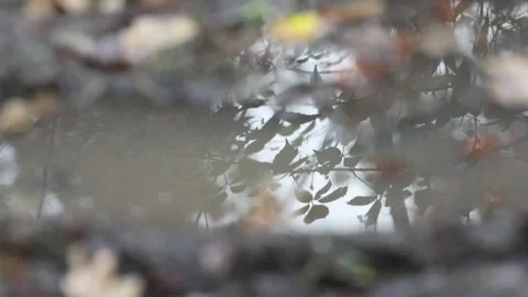 Reflection of some leaves in a puddle in winter Stock Footage 256649095