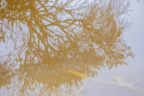 The reflection of  some trees and the sky on a pond Stock-Fotos