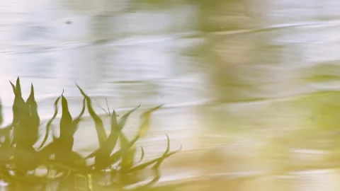 The reflection of a spider among some grass over the rippled surface of a pon Stock Footage 305786055