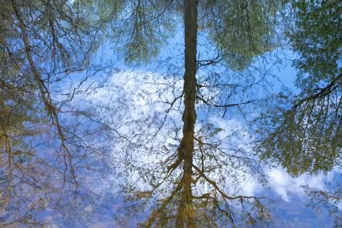Reflection of Spring Trees and Blue Sky in Rippling Pond Water Stock Photos