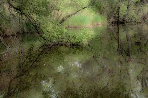 Reflection of spring trees in the water lake nature of the Far East of Russia Stock Photos