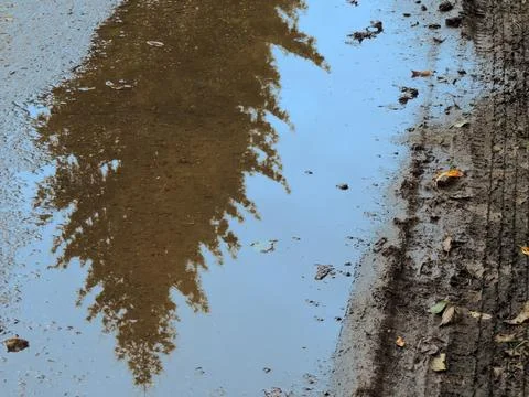 Reflection of spruce and blue sky in a puddle with a wheel track and leaves Stock Photos