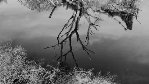 Reflection standing died tree and sky on swamp in ruin and dried grass Stock Footage 221214214